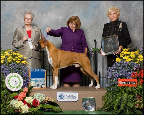 2011-select-dog