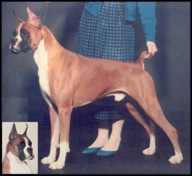 Tailo