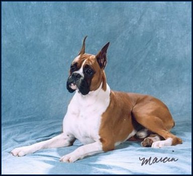 bogie