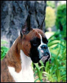 samson
